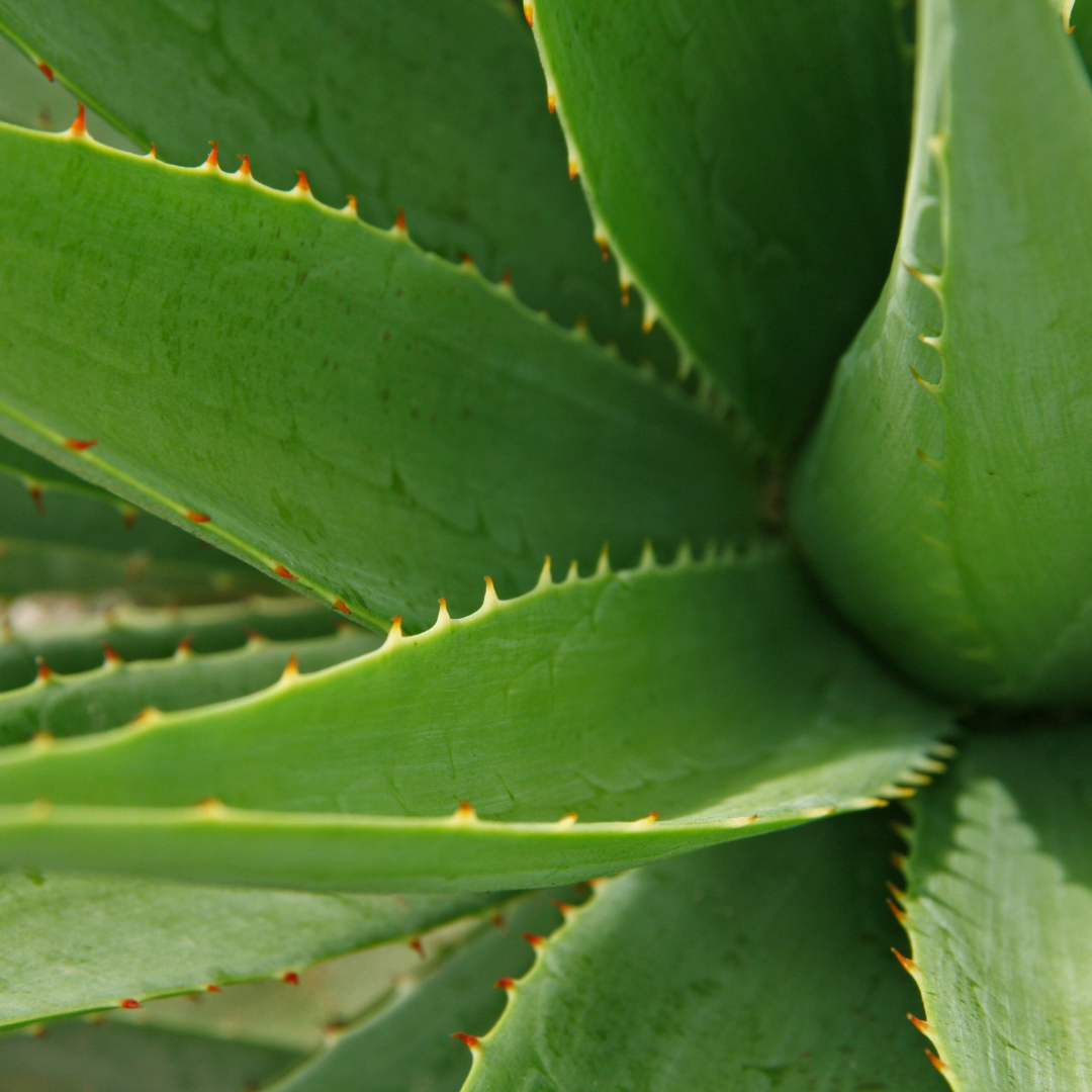 Unveiling the Secret to Glowing Skin: Our Aloe Face Toner