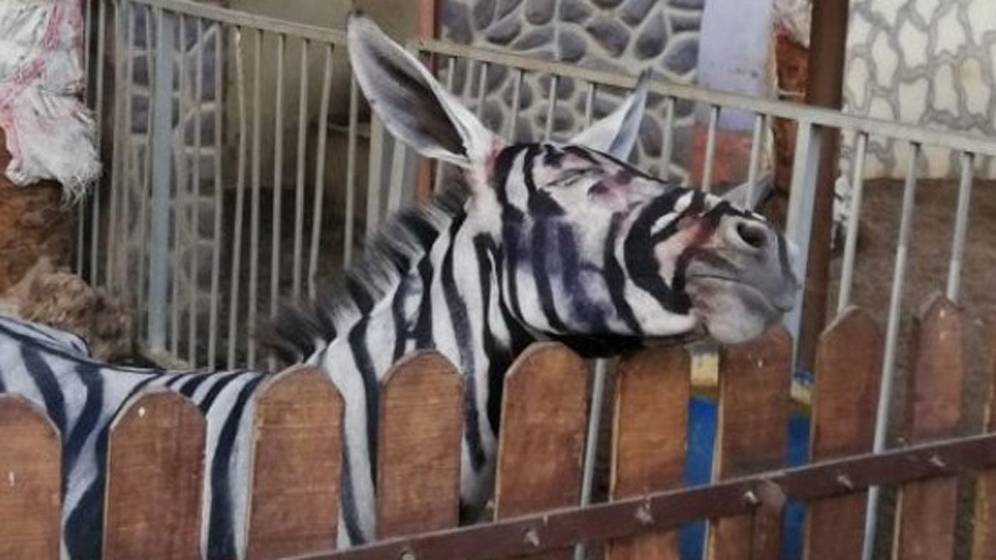 Egyptian Zoo Claims Their Zebra is NOT a Donkey